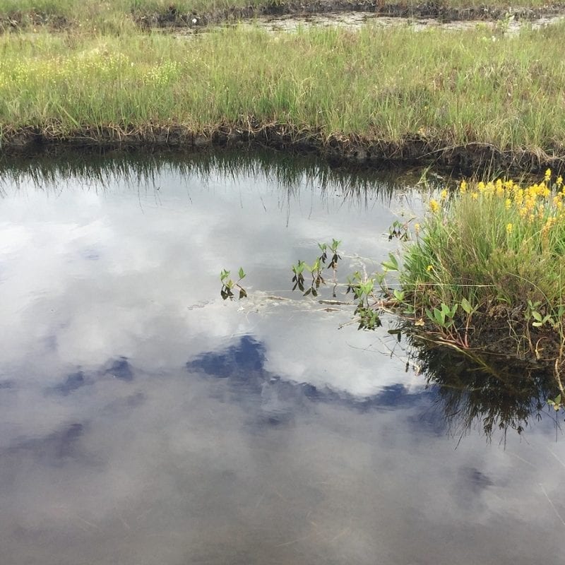 Bog-pool-and-Narthecium-and-Menyanthes-at-Croaghonagh-Bog-SAC