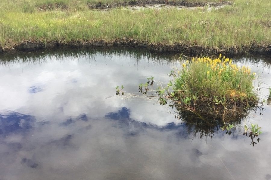 Bog-pool-and-Narthecium-and-Menyanthes-at-Croaghonagh-Bog-SAC