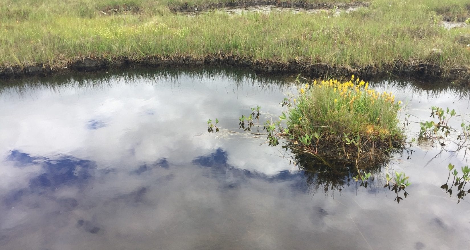 Bog-pool-and-Narthecium-and-Menyanthes-at-Croaghonagh-Bog-SAC