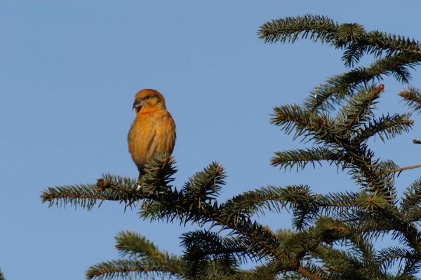 Crossbill (Jerry Cassidy)