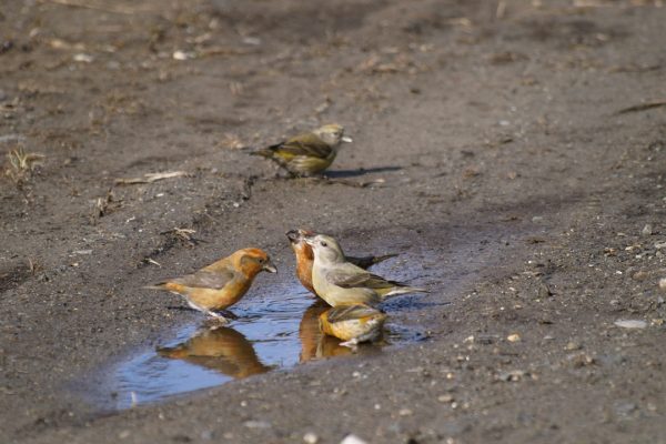 Crossbill (Jerry Cassidy)