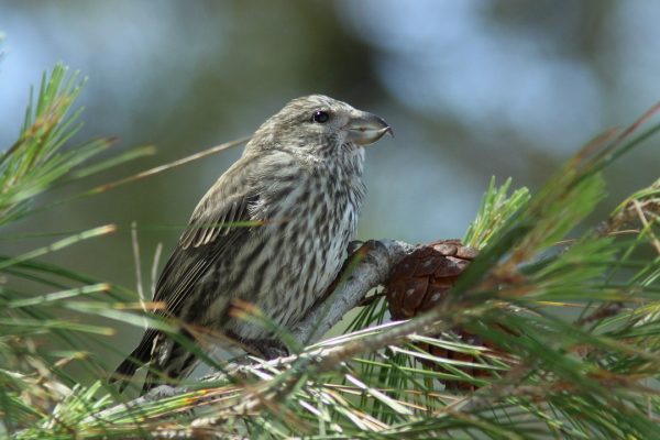 common-crossbill-juvenile-perched-in-conifer