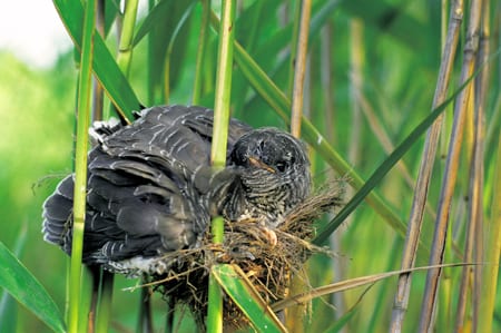 Cuckoo 08 (chick in nest) (Artur Tabor)