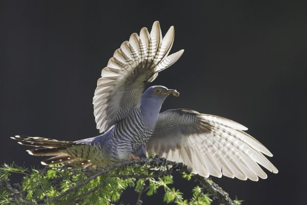 adult-male-cuckoo-alighting-on-larch-branch-light-shining-through-wings