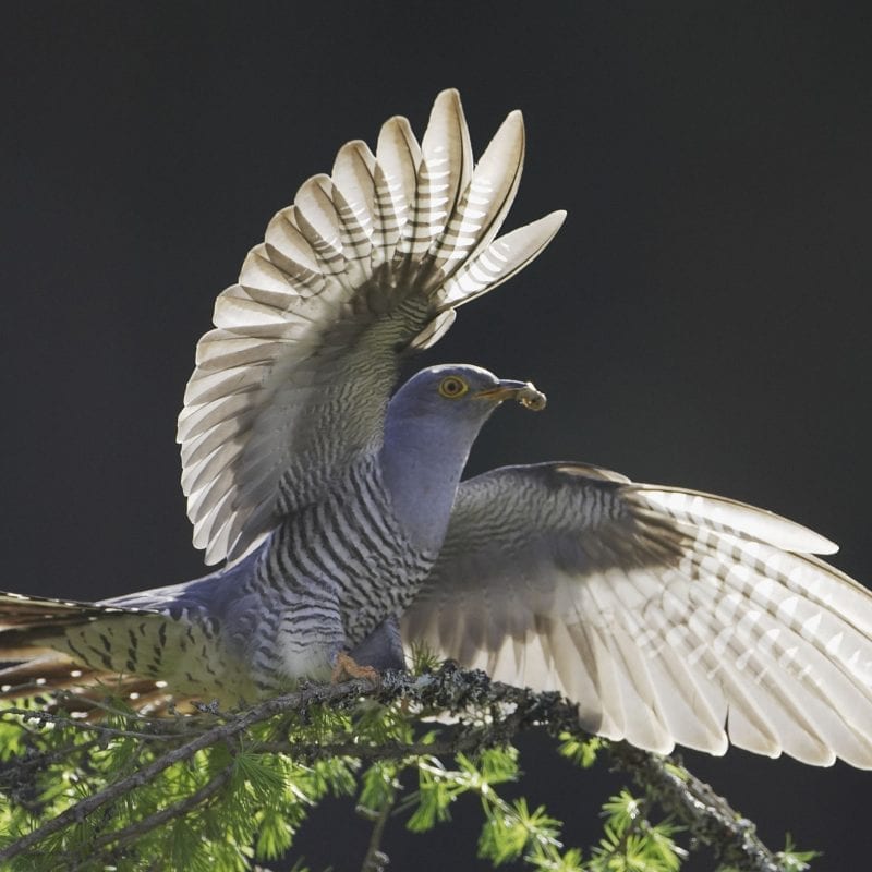 adult-male-cuckoo-alighting-on-larch-branch-light-shining-through-wings