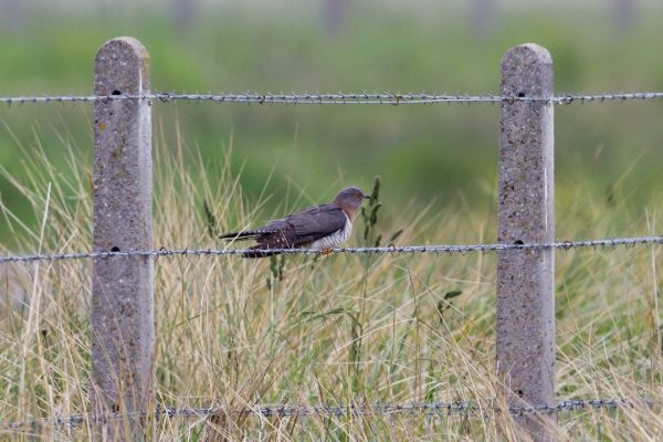 Cuckoo (Shay Connolly)