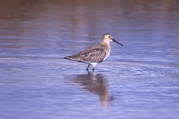 Curlew Sandpiper (John Murphy)