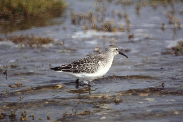 Curlew Sandpiper (Oran O'Sullivan)