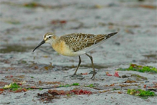 Curlew Sandpiper (John N Murphy)