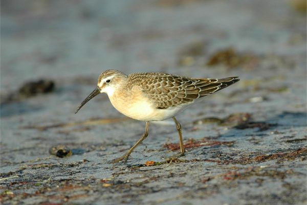 Curlew Sandpiper (John N Murphy)