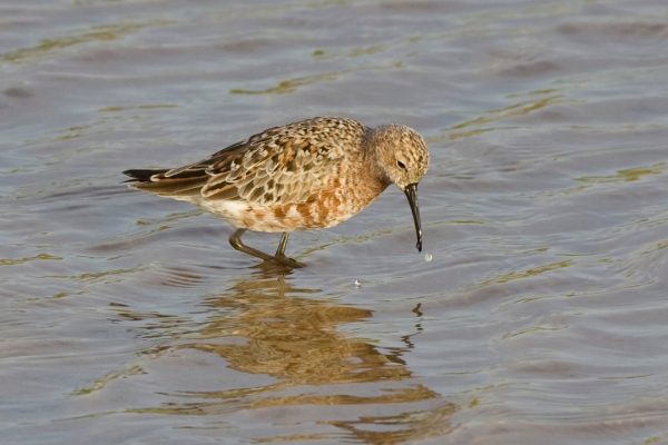 Curlew Sandpiper (David Dillon)