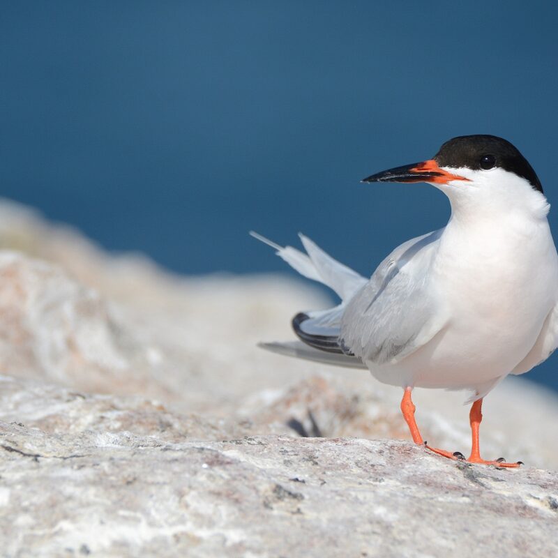 Roseate-Tern-on-Rockabill