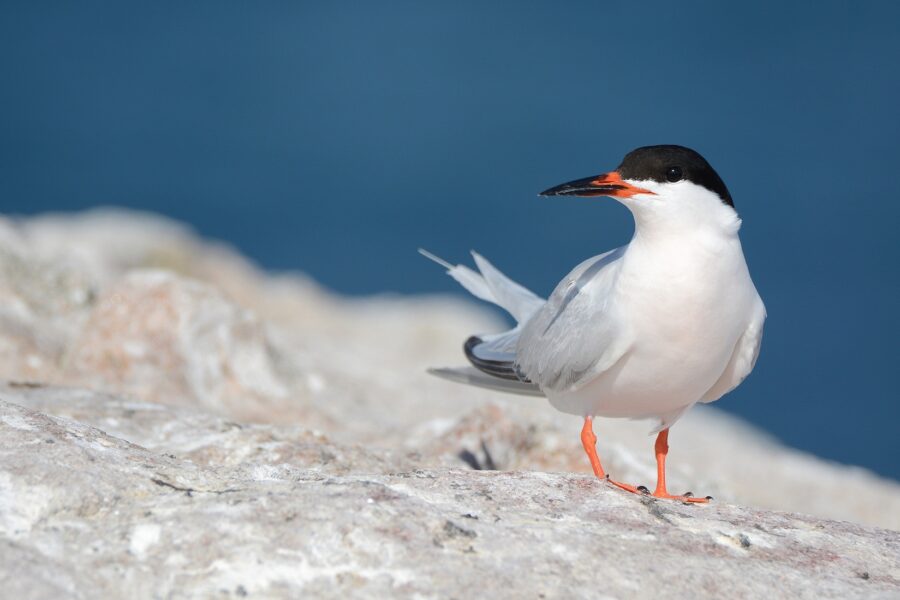 Roseate-Tern-on-Rockabill