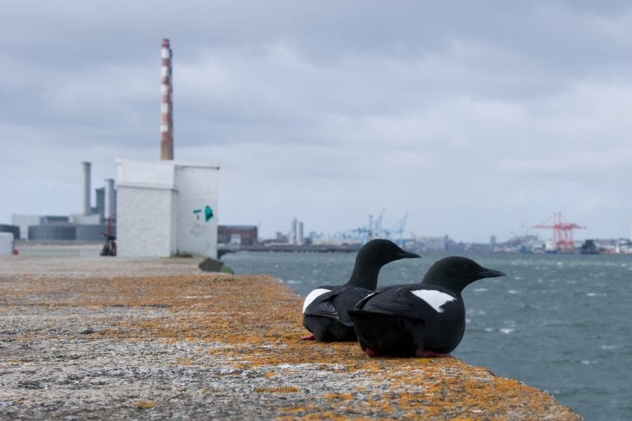 Black-Guillemots-Poolbeg