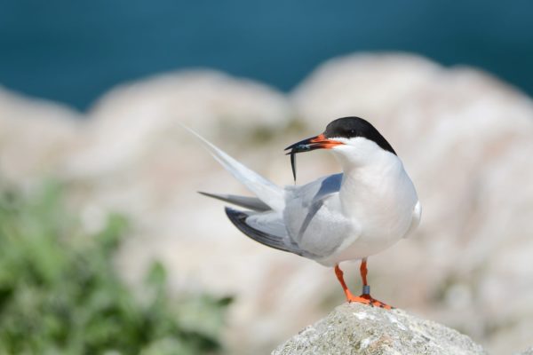 Roseate-Tern-on-Rockabill