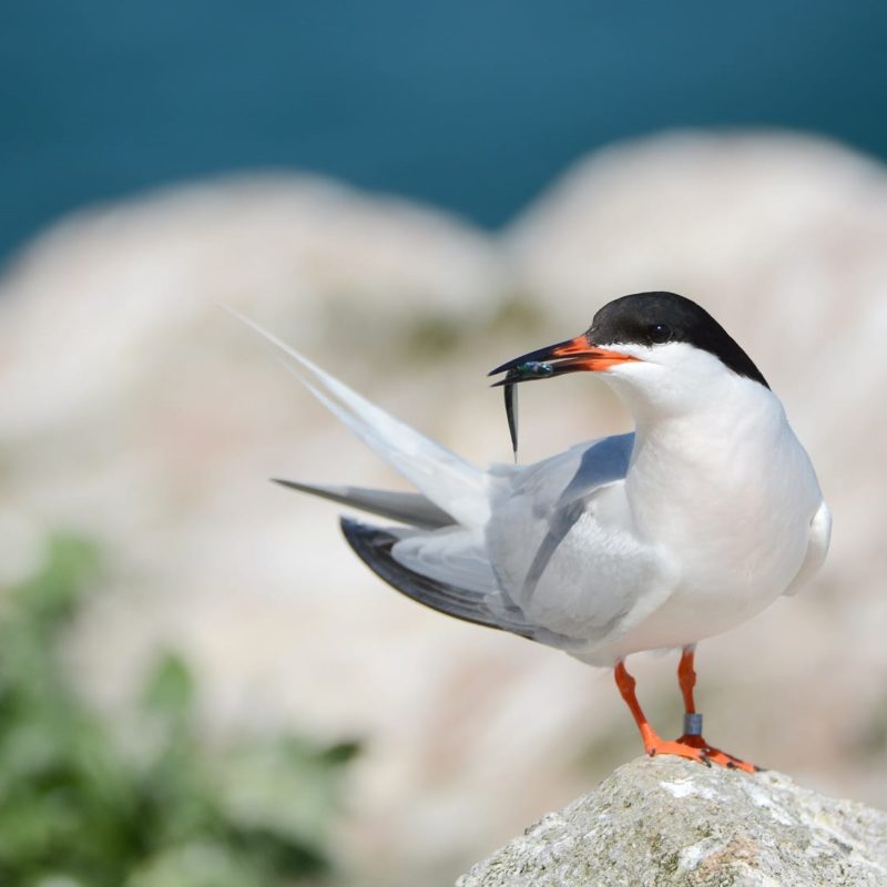 Roseate-Tern-on-Rockabill