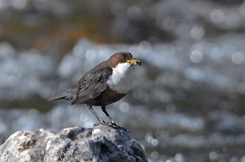 Rook - BirdWatch Ireland