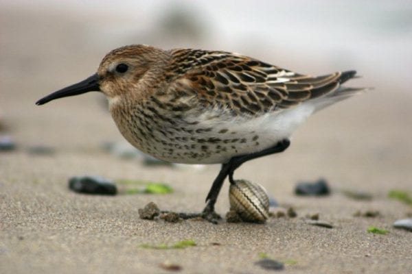 Dunlin with cocklw attached to toe