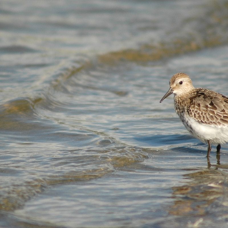 A-Dunlin-on-the-waters-edge