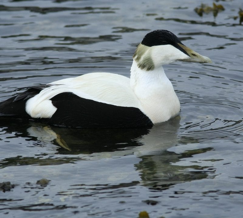 non-breeding-male-eider-swimming-in-sea