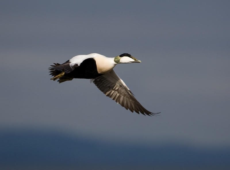 non-breeding-male-eider-in-flight