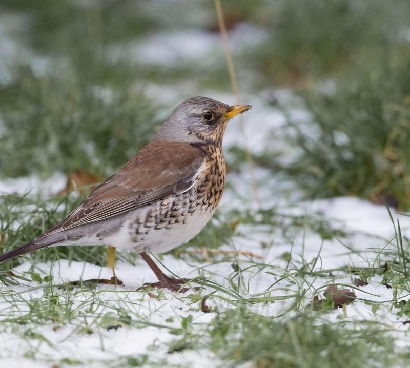 fieldfare-standing-in-snowy-field