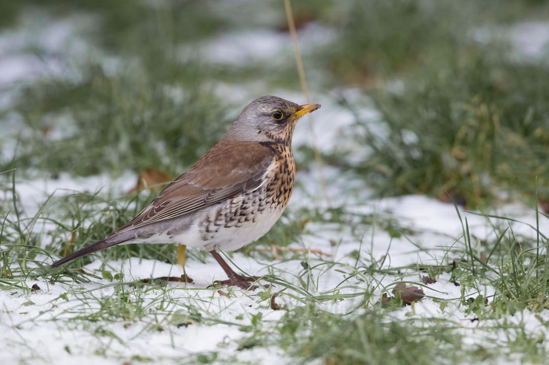 fieldfare-standing-in-snowy-field