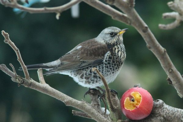 fieldfare-standing-in-tree-feeding-from-apple