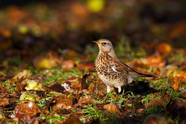 fieldfare-standing-in-grass-covered-in-leaves-and-fallen-apples