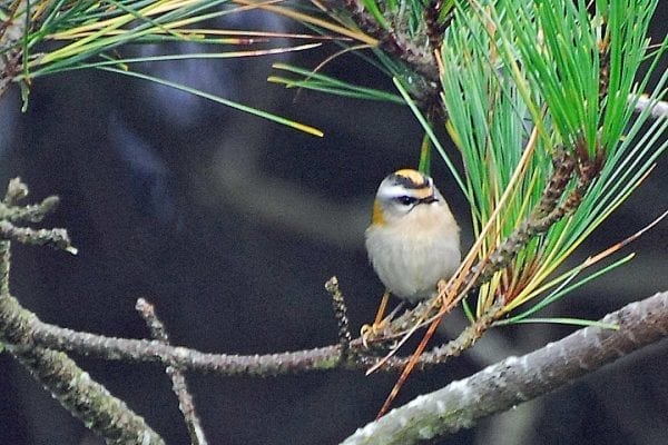 firecrest-standing-on-branch-of-fir-tree