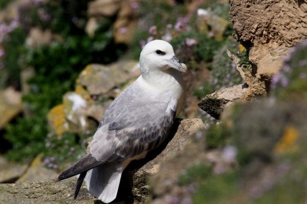 fulmar-perched-on-rocks-looking-toward-camera