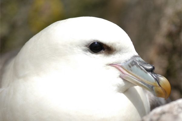 close-up-of-fulmar-head