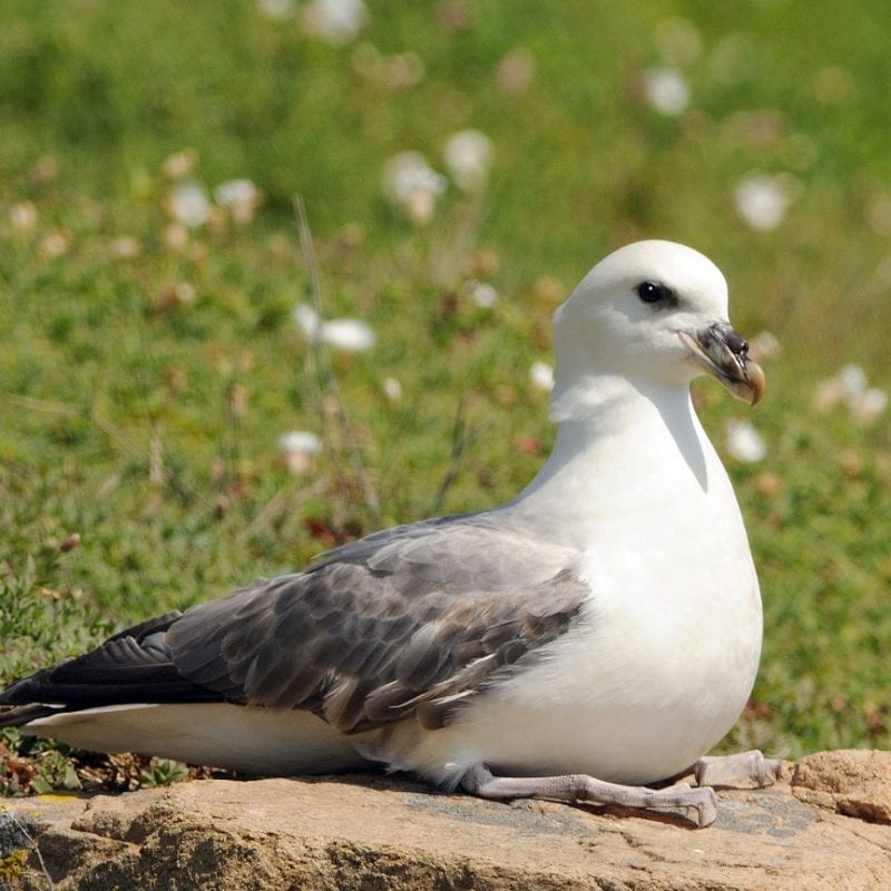 fulmar-laying-on-rock-in-grassy-cliff