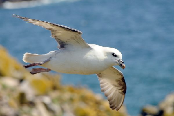 fulmar-in-flight