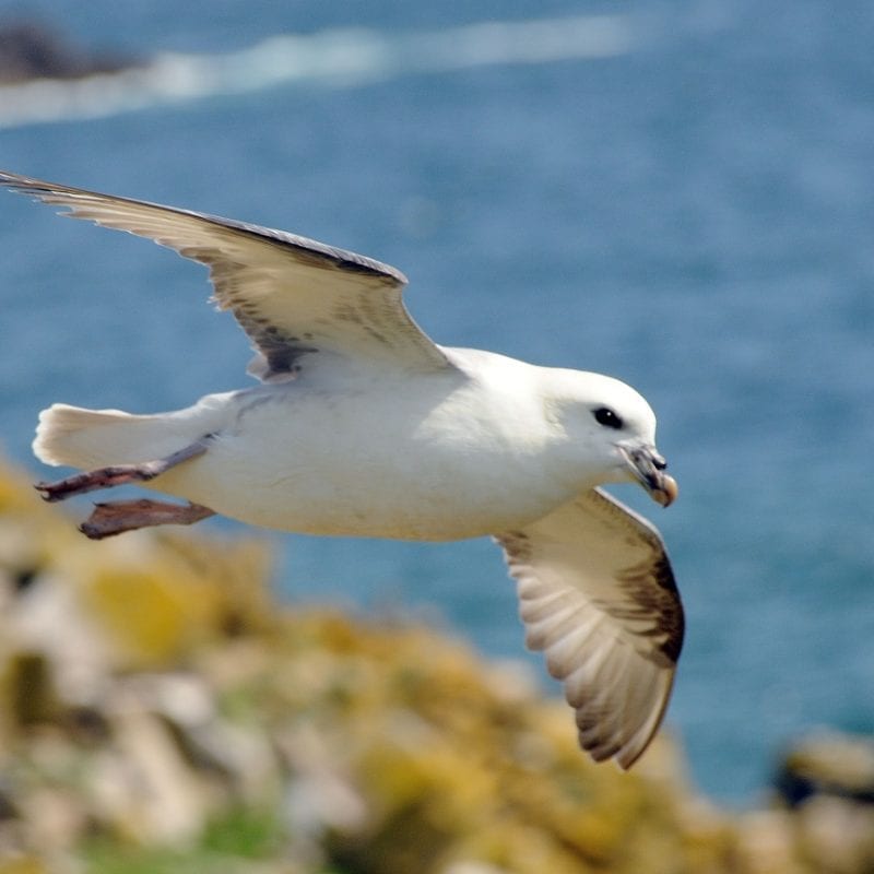 fulmar-in-flight