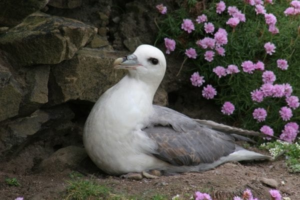 fulmar-sitting-on-nest