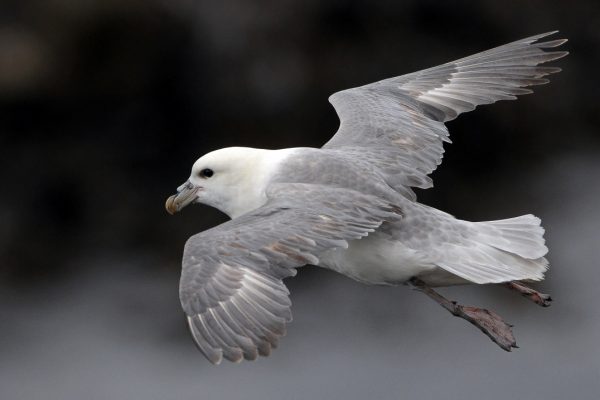 fulmar-in-flight