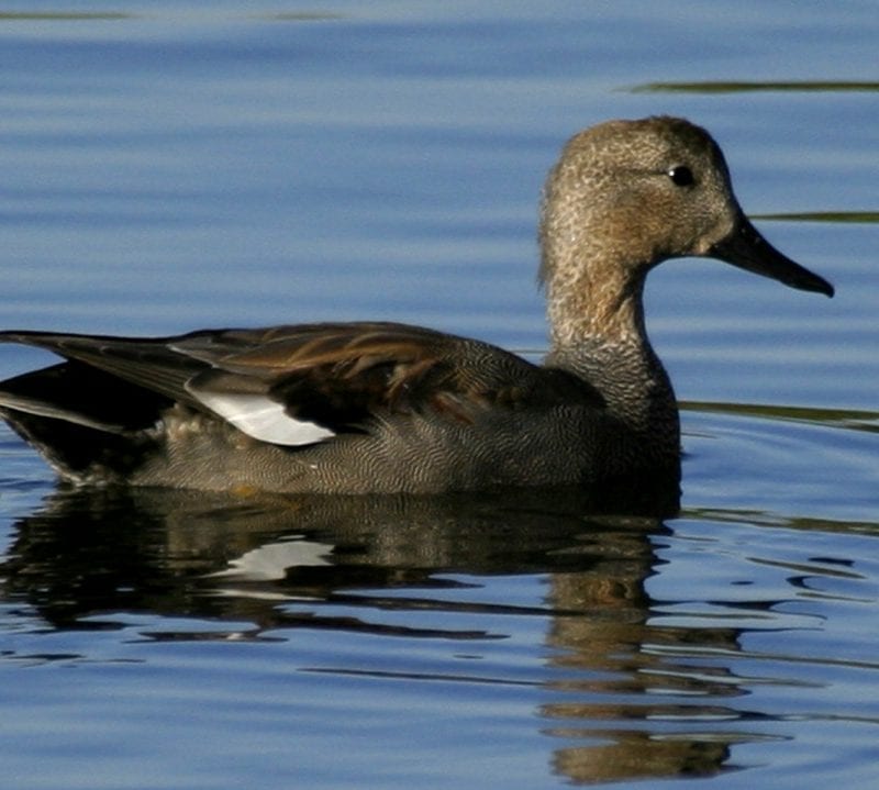 male-gadwall-in-water