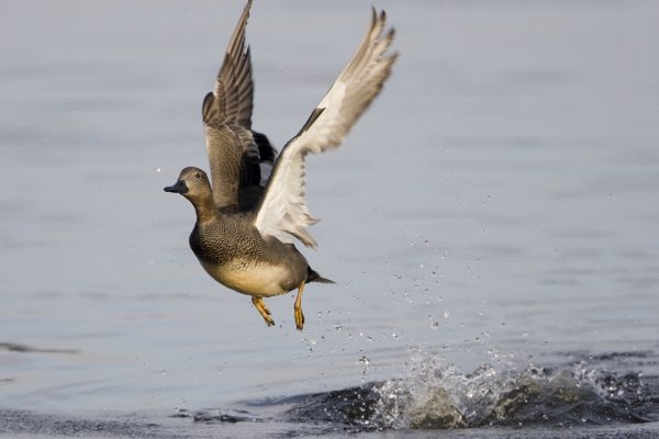 male-gadwall-taking-flight-off-water
