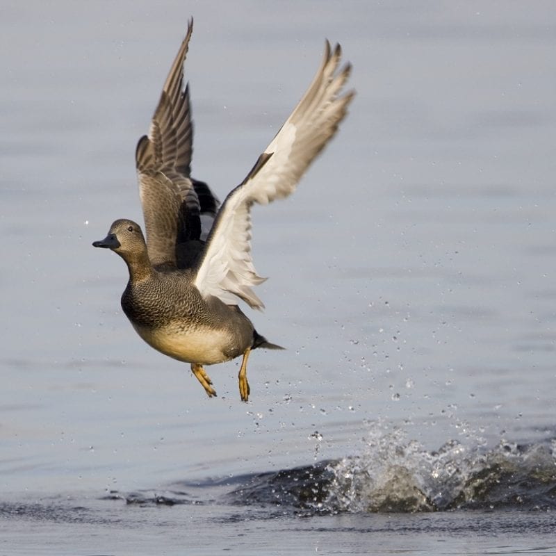 male-gadwall-taking-flight-off-water