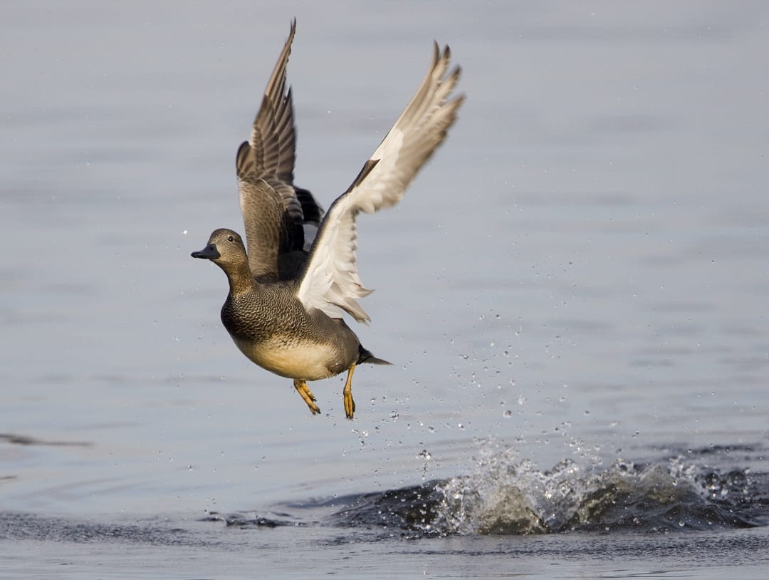 male-gadwall-taking-flight-off-water