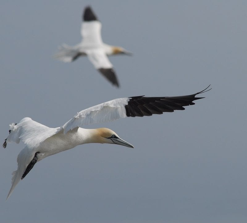 two-gannets-in-flight