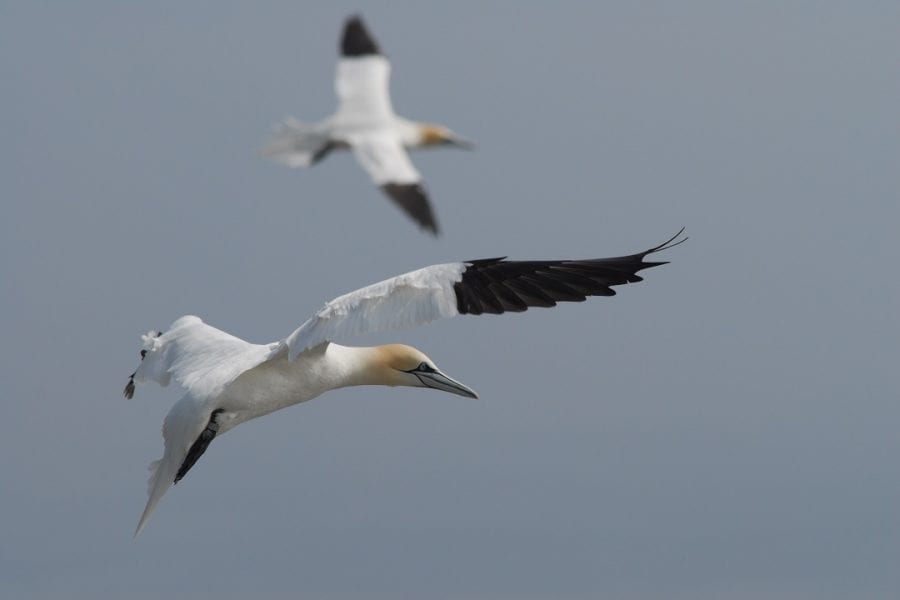 two-gannets-in-flight
