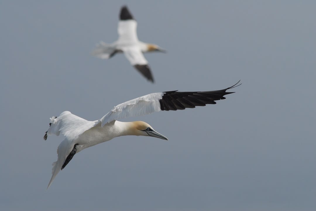 two-gannets-in-flight