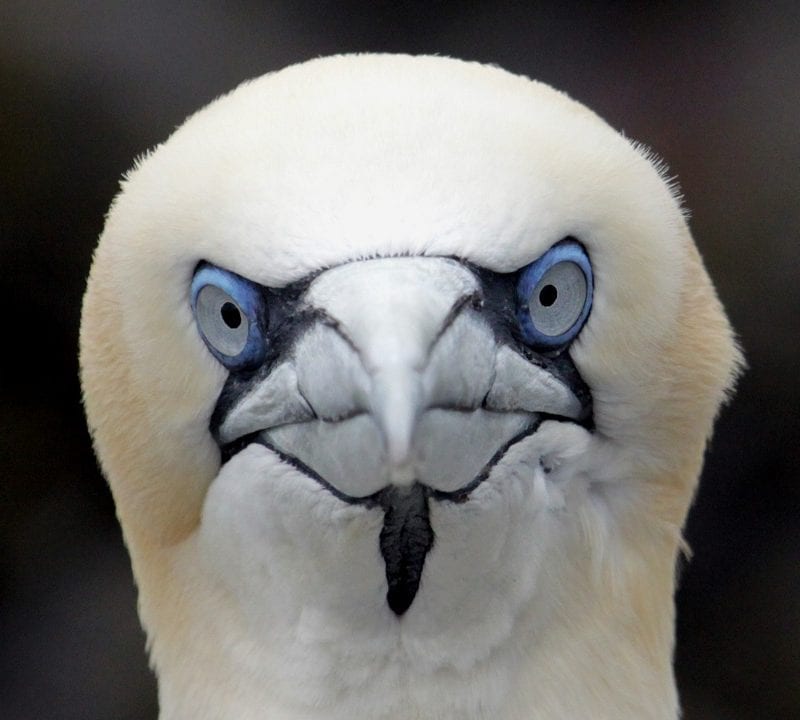 close-up-of-gannet-looking-at-camera