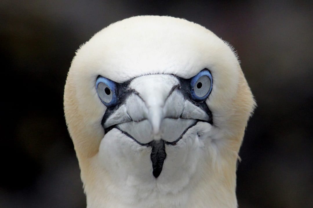 close-up-of-gannet-looking-at-camera