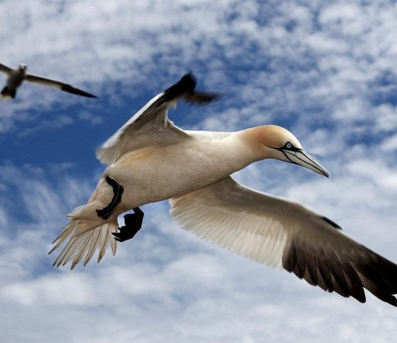 two-gannets-in-flight