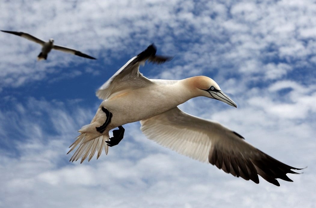 two-gannets-in-flight