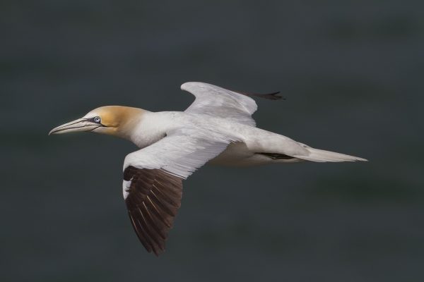 gannet-in-flight