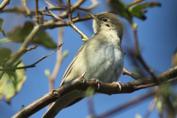 garden-warbler-on-tree-branch
